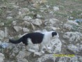 /album/resim-galerisi/s8302793-jpg/
